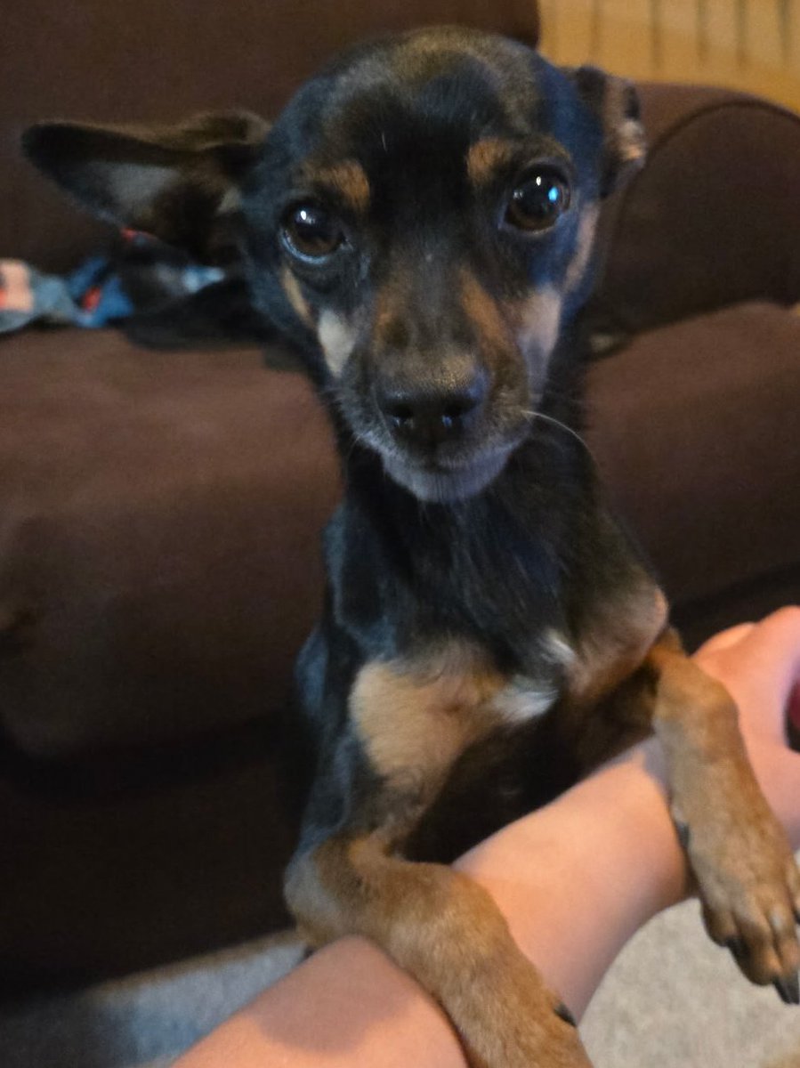 🐀👑RATQueen👑🐀 tweet media