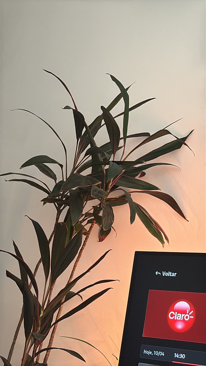 amanda melo tweet media