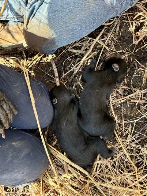 Meet two of Texas’ newest residents 🐻🐻

Two black bear cubs were recently discovered at a West Texas preserve, a sign the species is making a comeback after being nearly wiped out in the state a century ago.

More: chron.com/life/wildlife/…