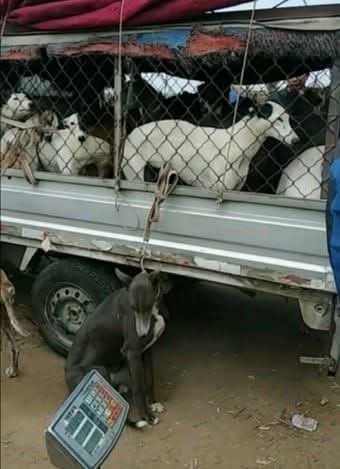 CAGED NationWide tweet media