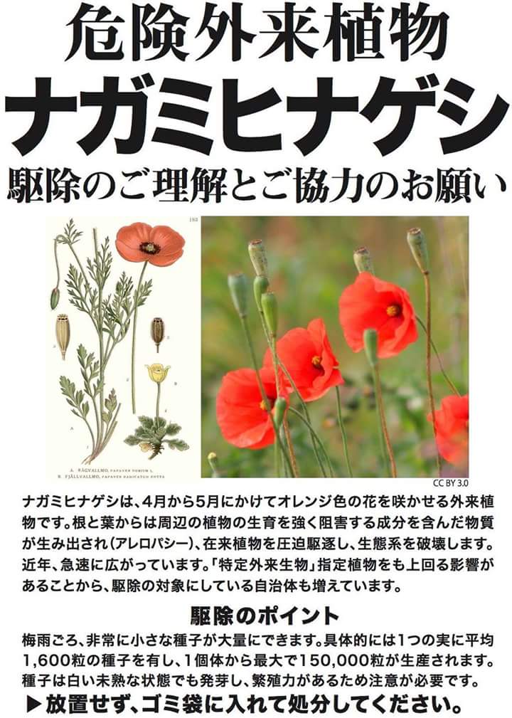 <a href="/tokyonodaipr/">東京農業大学 / 東京農大</a> ここ数年､自分の住んでいる周辺の奴は目につく限り全て狩りまくってます｡行政自治体は､広く注意喚起と駆除を公知すべき案件です🤯