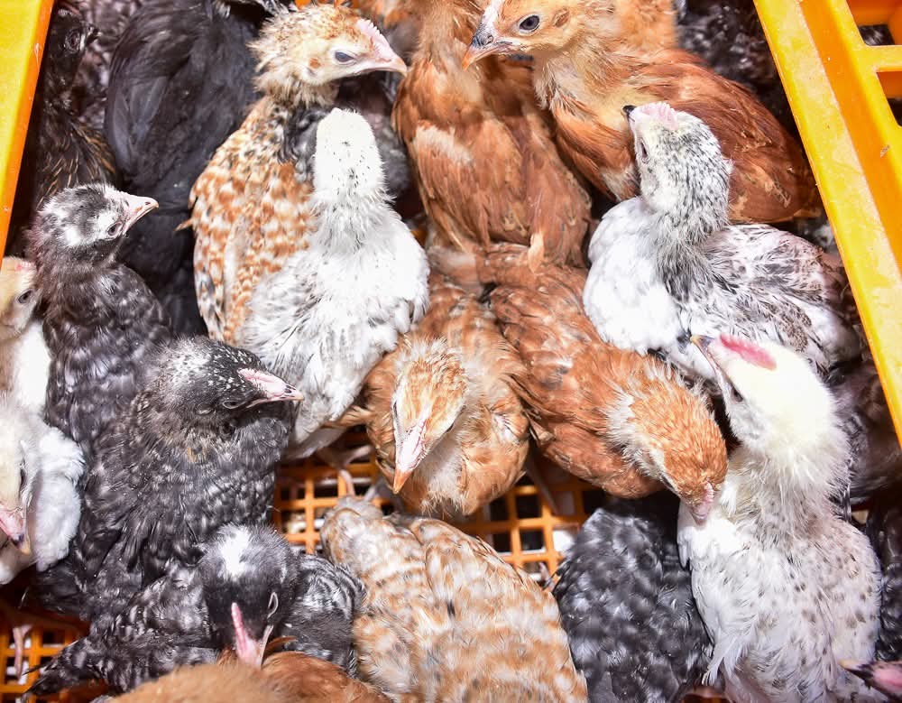 H.E. Kinaniri Waroe, Deputy Governor Nyeri tweet media