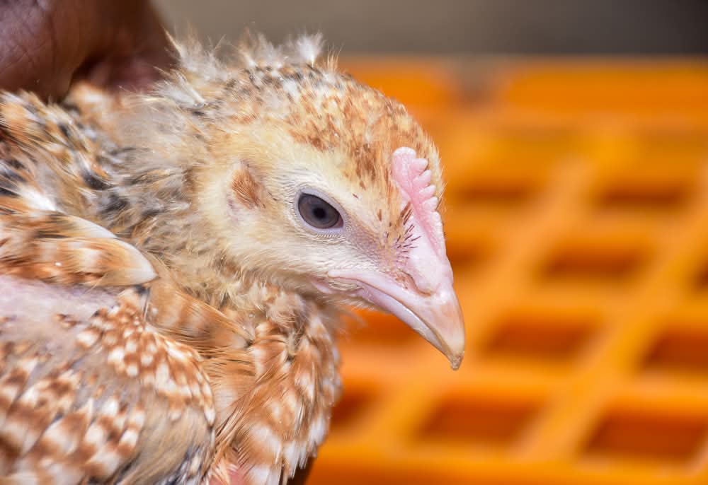 H.E. Kinaniri Waroe, Deputy Governor Nyeri tweet media