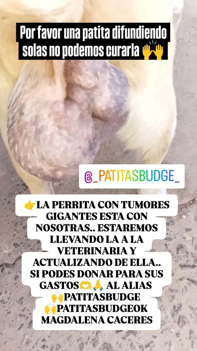 Patitas_ Budge lomasdezamora tweet media