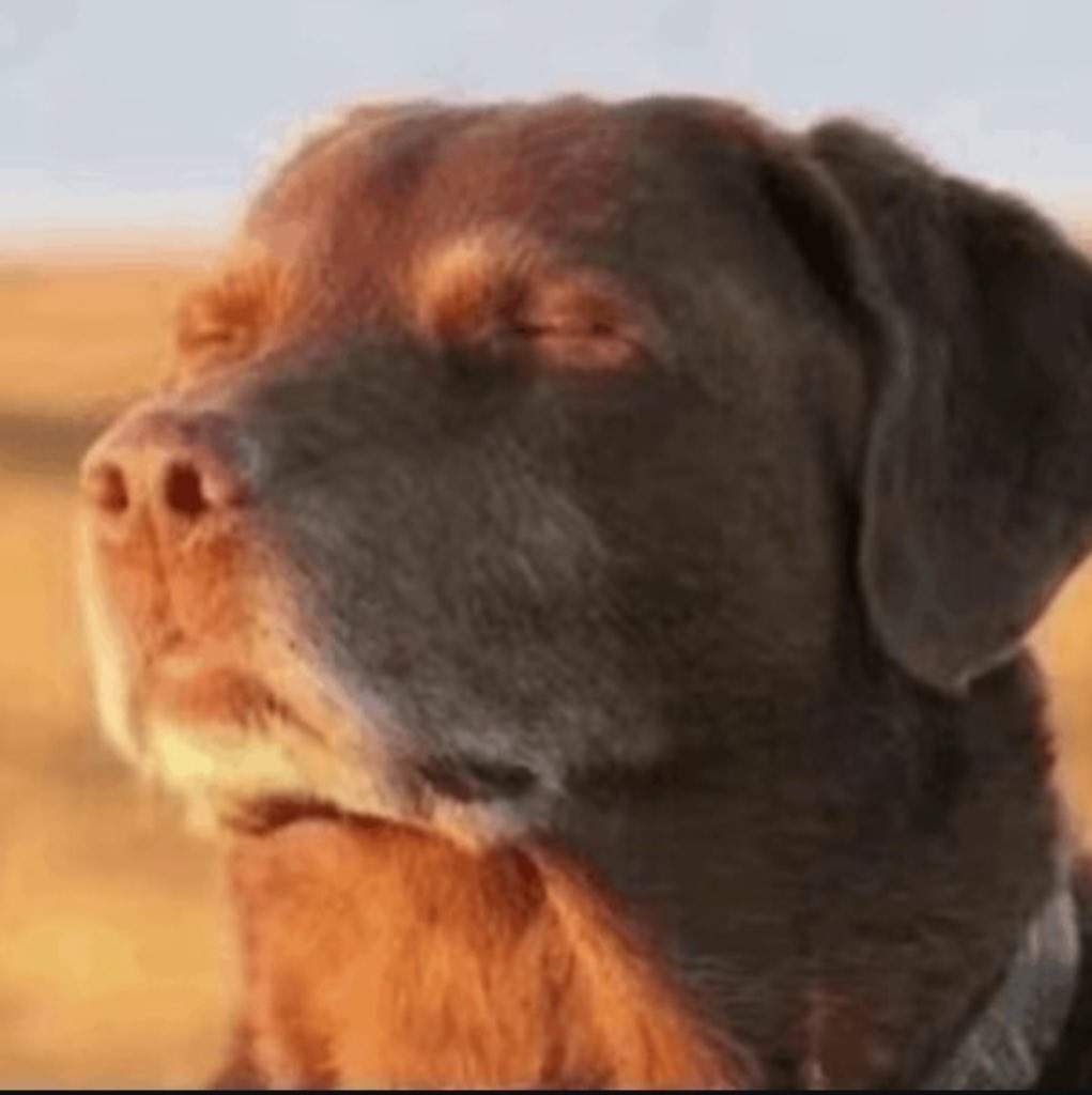 Relax Dog CTO tweet media