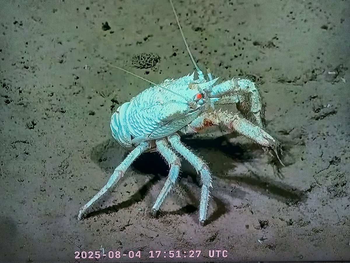 Bichos Argentos tweet media