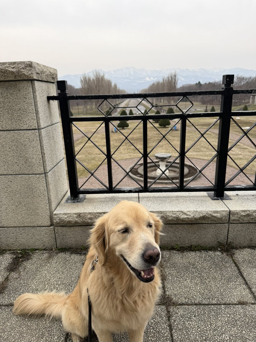 tnrocomoco's tweet image. 前田森林公園の定点観測地点。遠く山にはまだまだ雪❄️
#goldenretriever
#ゴールデンレトリバー