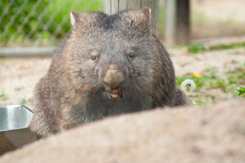 2021/4/26 フクちゃんの表情が何とも可愛いですね🥰

#ウォンバット #wombat #五月山動物園 #フクちゃん