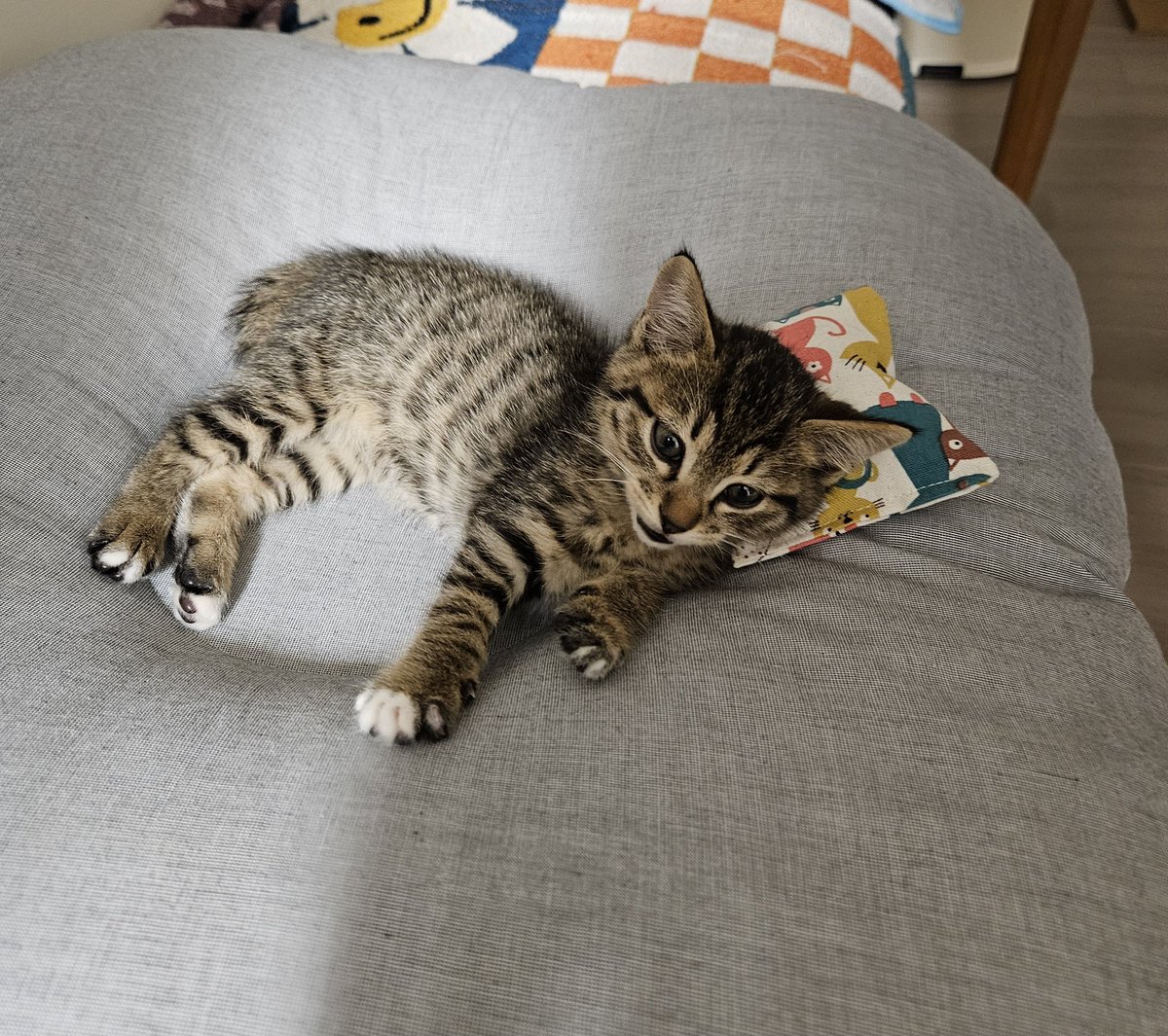 새우깡🇰🇷🕊 tweet media