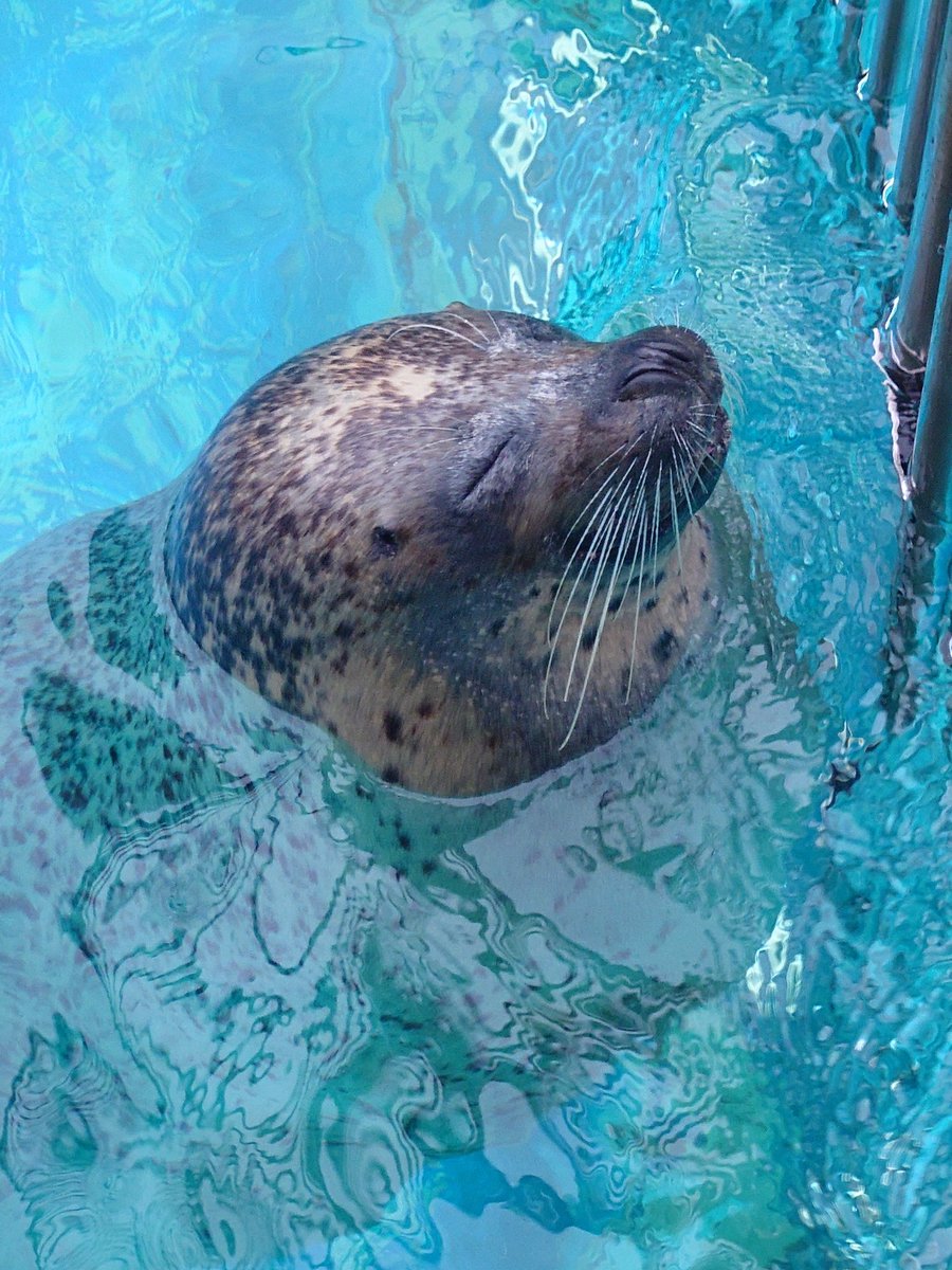 ぽて🍟 tweet media