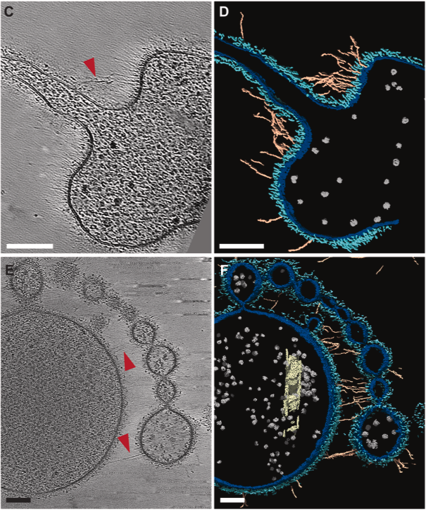 Niko McCarty. tweet media