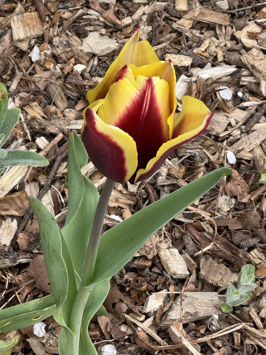 RecFriends's tweet photo. Lovely photos from Denise of a variety of tulips  flowering at the Rec 9th April https://t.co/fH8fxlMYa6