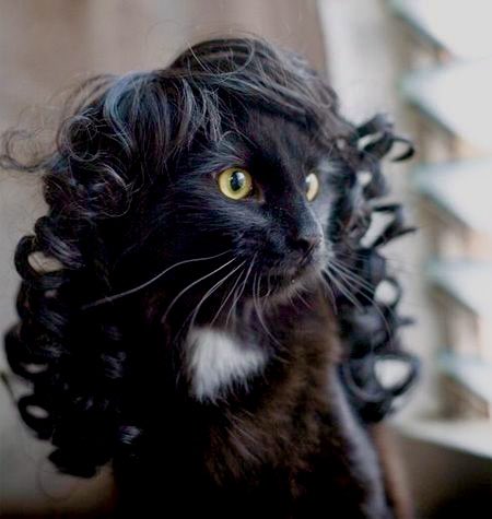 professional cat-ifyer of the HR cast tweet media