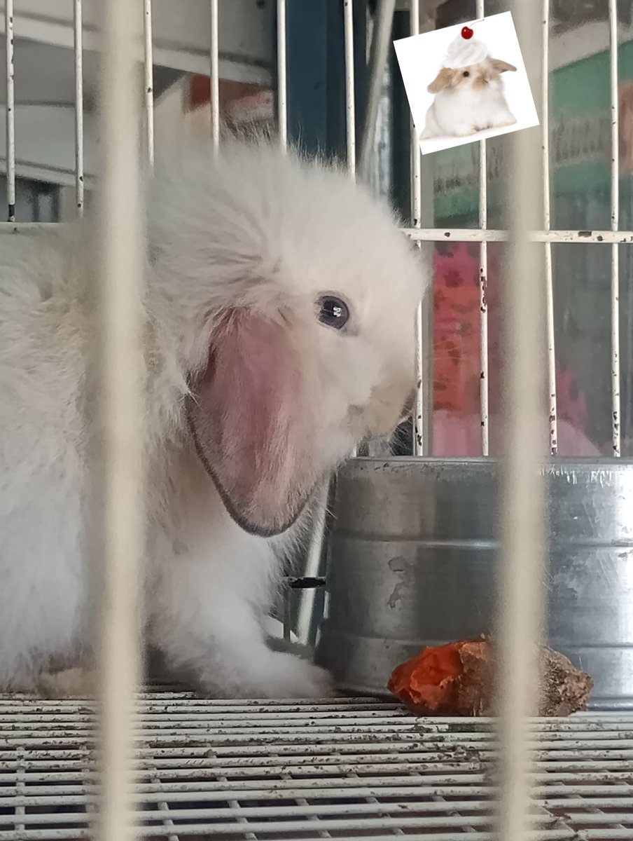 izinha coelho ౨ৎ tweet media