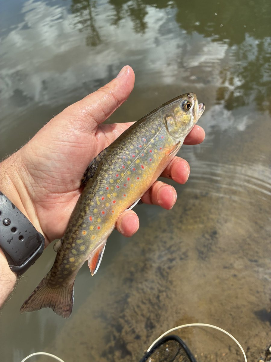FliesBySpencer's tweet photo. What a busy Friday! Let’s share some #fishpics to make today even better!
Tag @FliesBySpencer, respond here, and/or use #FishPicsFriday and I’ll repost your pictures and give you a shoutout!
Here’s another recently caught brookie!
#fishing #flyfishing #fish https://t.co/6KFpfcrKug