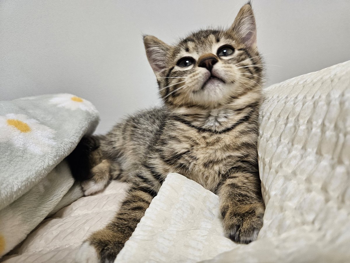 새우깡🇰🇷🕊 tweet media