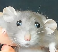 Riri Pipsqueak 🐀 tweet media