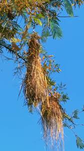 Alerta Noticias tweet media