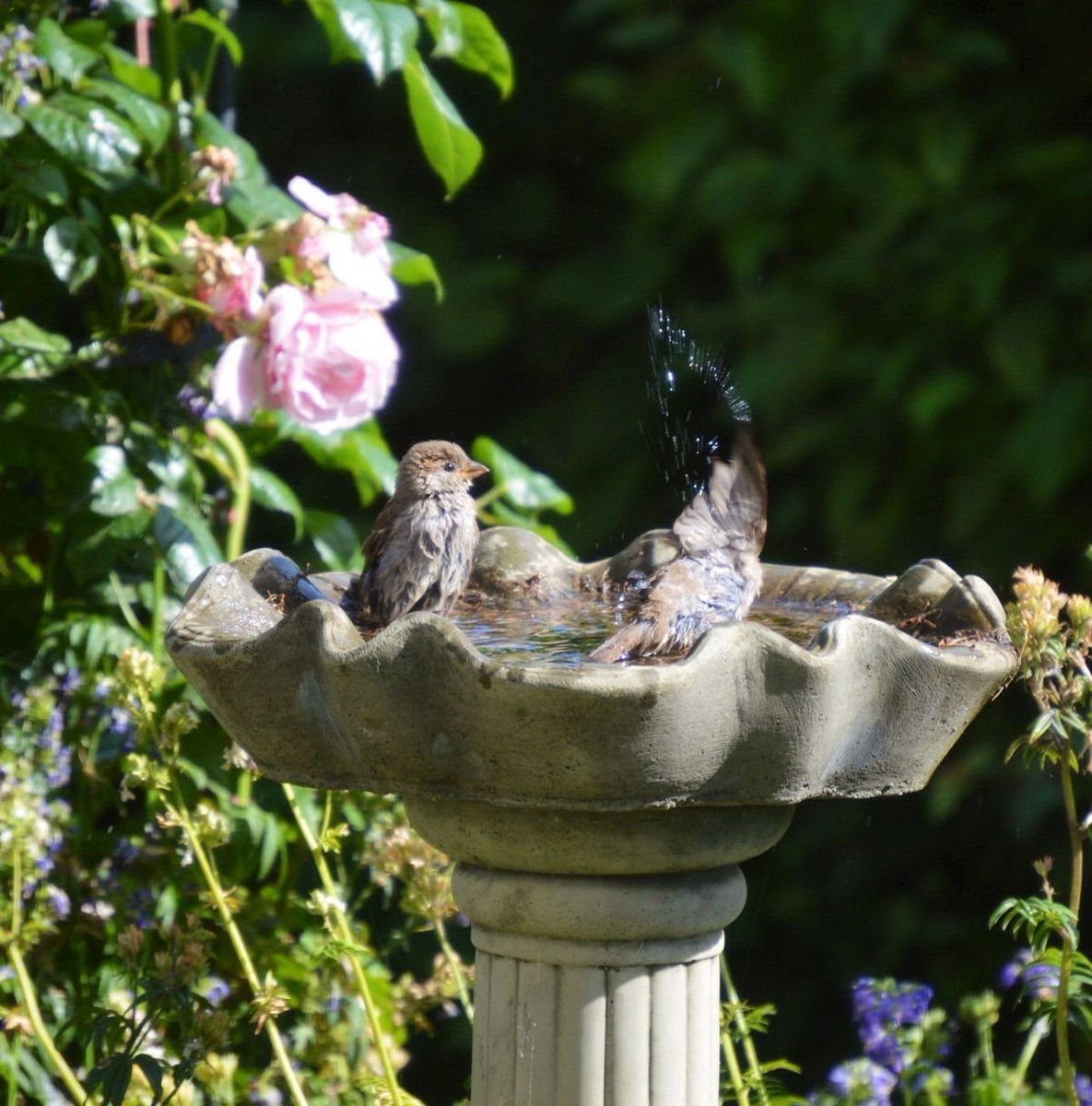 only aesthetic tweet media