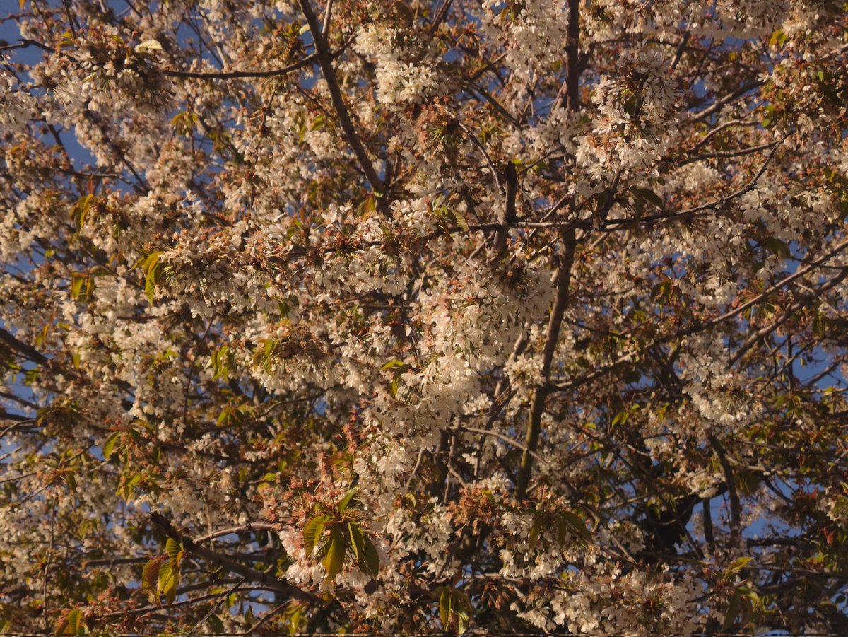 PatIsHere tweet media