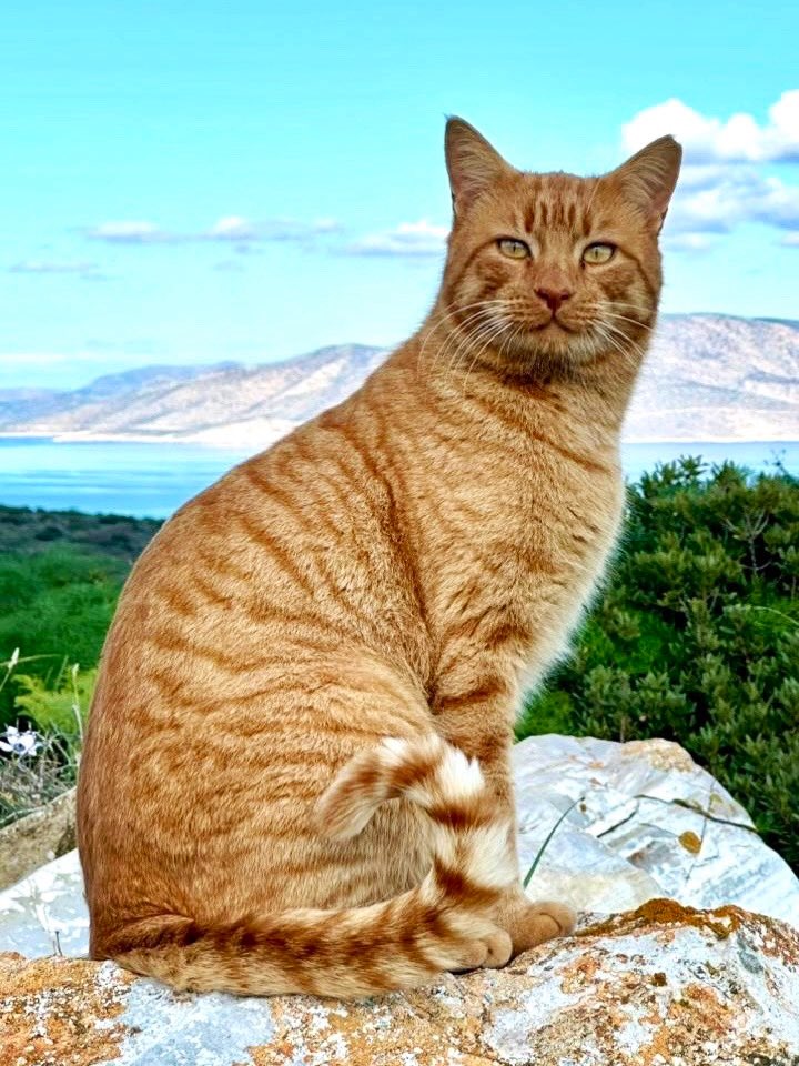 CatsofIraklia's tweet image. A close-up of Pari, a wild neutered male who lives in the hilltop village cat colony on Iraklia pictured with the Greek island of Naxos on the horizon.
You can help the #cats on Iraklia by making a small donation to fund vital veterinary care &amp;amp; food. Purr!
gofundme.com/f/cats-of-irak…