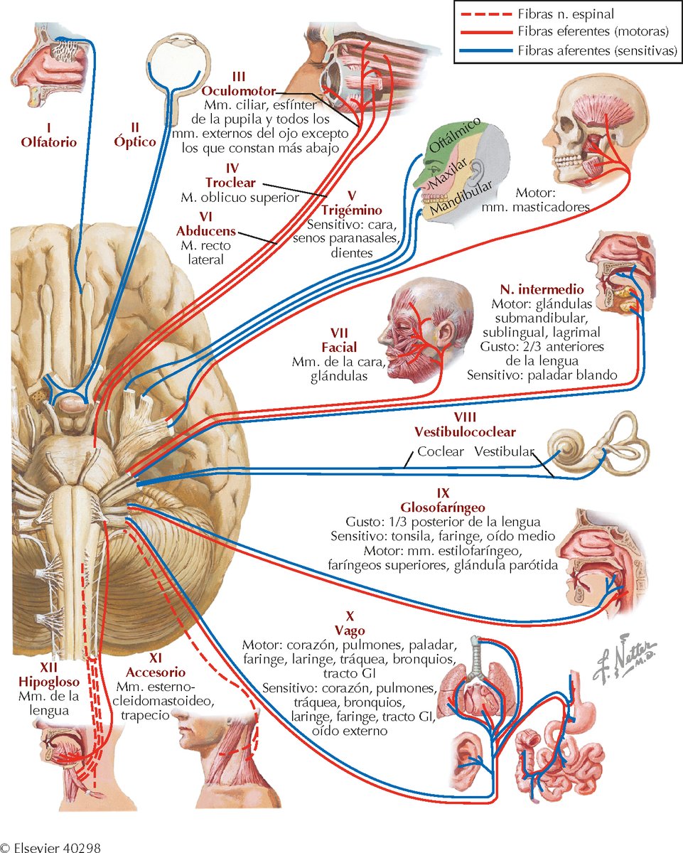 Pasión por la Anatomía tweet media