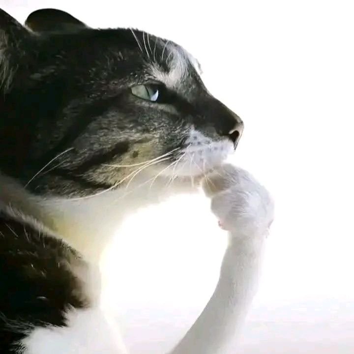 OLA Guild Games 🇧🇷 tweet media