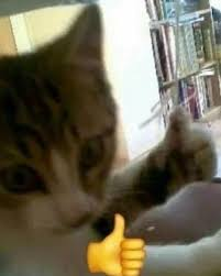 OLA Guild Games tweet media