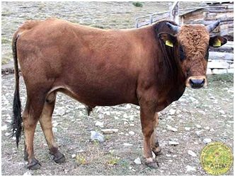 Mustafa Uysal tweet media