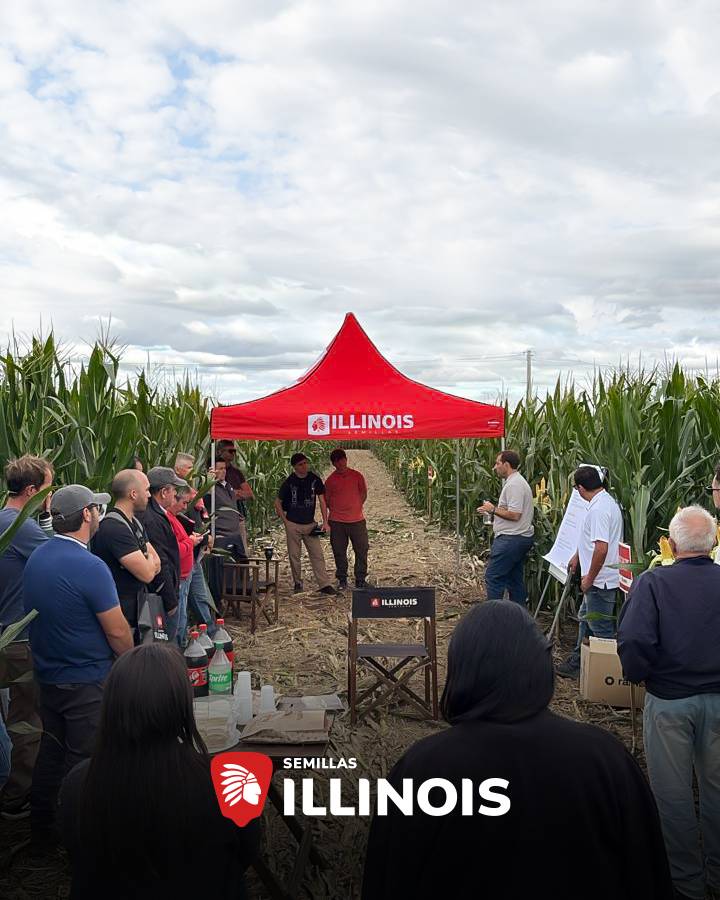 Semillas ILLINOIS tweet media