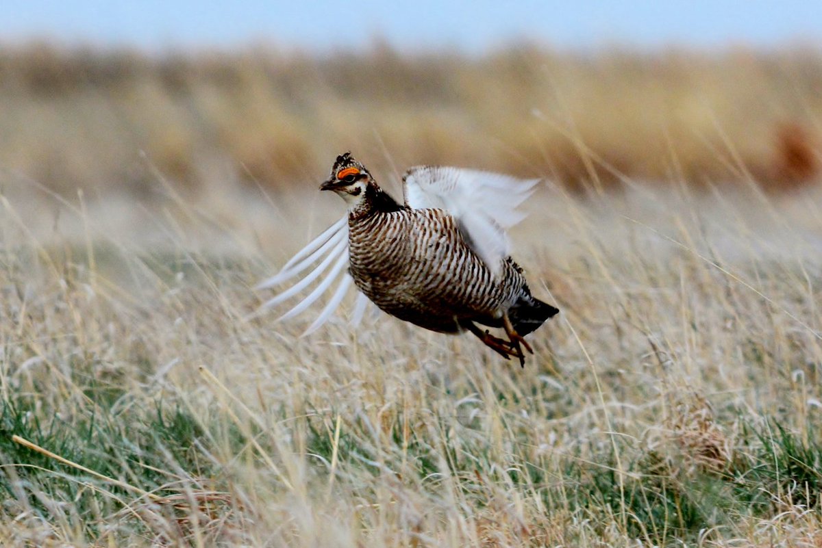 GovofCO's tweet image. I am in Lamar today to see one of the most amazing birds we have here in Colorado. The Lesser Prairie Chicken calls southeastern Colorado home, and we are taking action to protect their habitat, regrow vegetation in the area, and help support the population. Thank you to Colorado