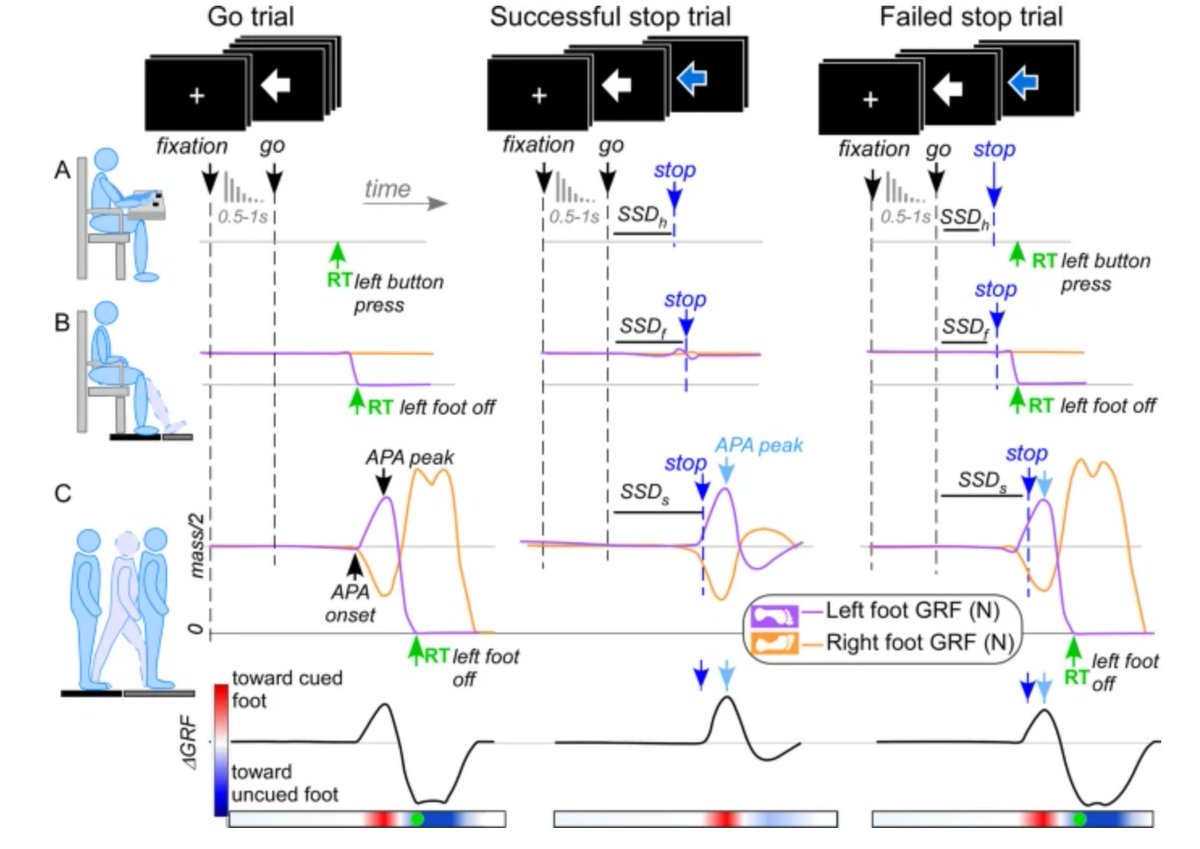GeroScience tweet media