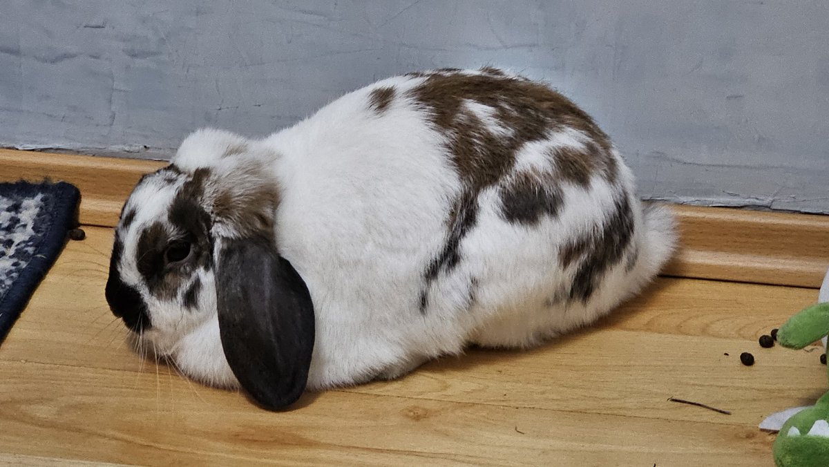A veces me pregunto si mis orejas son grandes o no
🐇👂
I sometimes wonder if my ears are big or not
#rabbit #bunny #conejo  #うさぎ #coelho #cute #alfajor