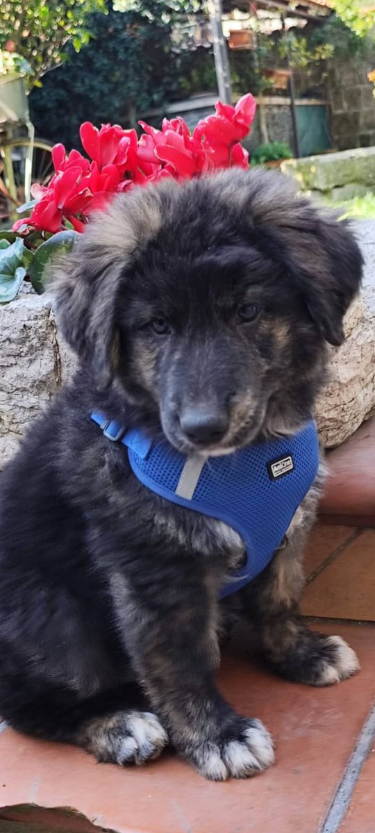 un atto d'amore odv tweet media