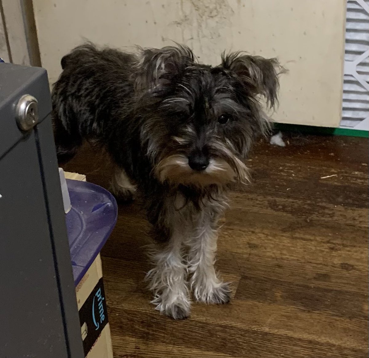 Ivey and Ryleigh and Piper tweet media