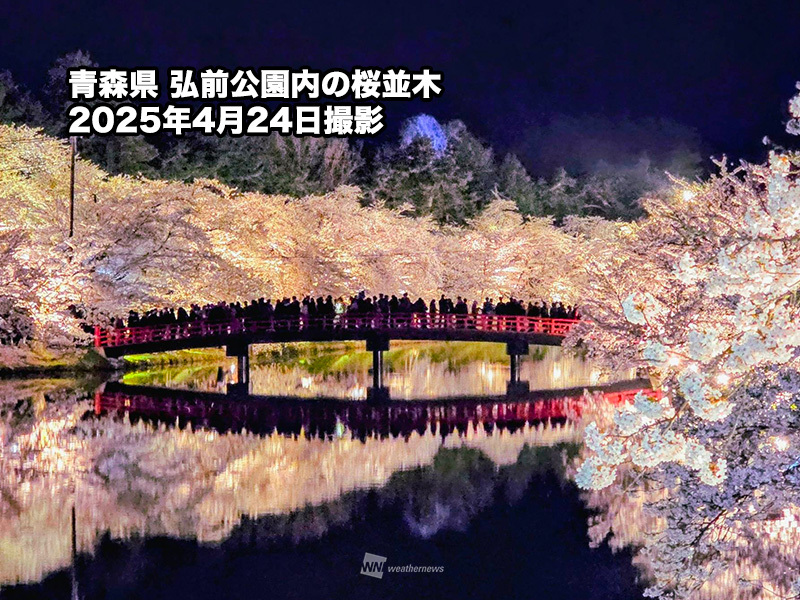 wni_jp's tweet photo. ＜三大桜名所「弘前公園」の魅力＞
桜前線は早くも東北に到達し、「日本三大桜名所」の一つ弘前公園(青森県)の桜もまもなく開花する予想です。

桜の本数は全国的に群を抜いて多いわけではないものの、花や種類の豊かさ、津軽富士との共演など、圧倒的な魅力をご紹介します。
https://t.co/Ce1JbIlWKF https://t.co/qpdQ3zoT0d