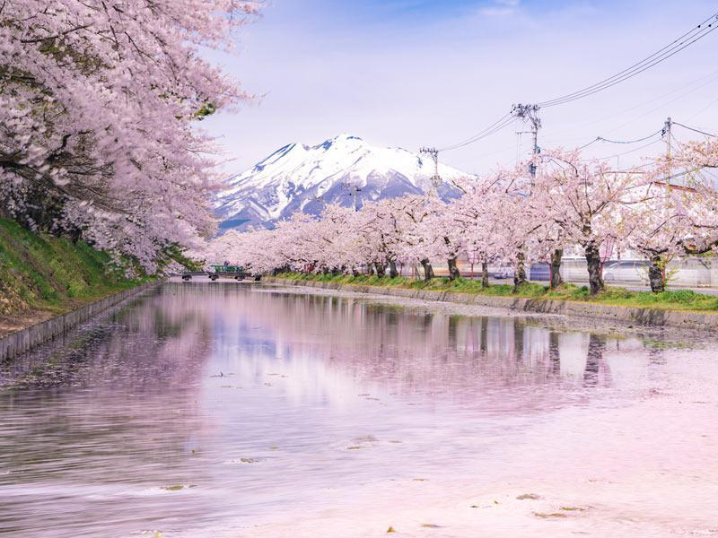 wni_jp's tweet photo. ＜三大桜名所「弘前公園」の魅力＞
桜前線は早くも東北に到達し、「日本三大桜名所」の一つ弘前公園(青森県)の桜もまもなく開花する予想です。

桜の本数は全国的に群を抜いて多いわけではないものの、花や種類の豊かさ、津軽富士との共演など、圧倒的な魅力をご紹介します。
https://t.co/Ce1JbIlWKF https://t.co/qpdQ3zoT0d