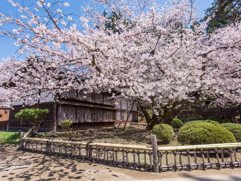 wni_jp's tweet photo. ＜三大桜名所「弘前公園」の魅力＞
桜前線は早くも東北に到達し、「日本三大桜名所」の一つ弘前公園(青森県)の桜もまもなく開花する予想です。

桜の本数は全国的に群を抜いて多いわけではないものの、花や種類の豊かさ、津軽富士との共演など、圧倒的な魅力をご紹介します。
https://t.co/Ce1JbIlWKF https://t.co/qpdQ3zoT0d