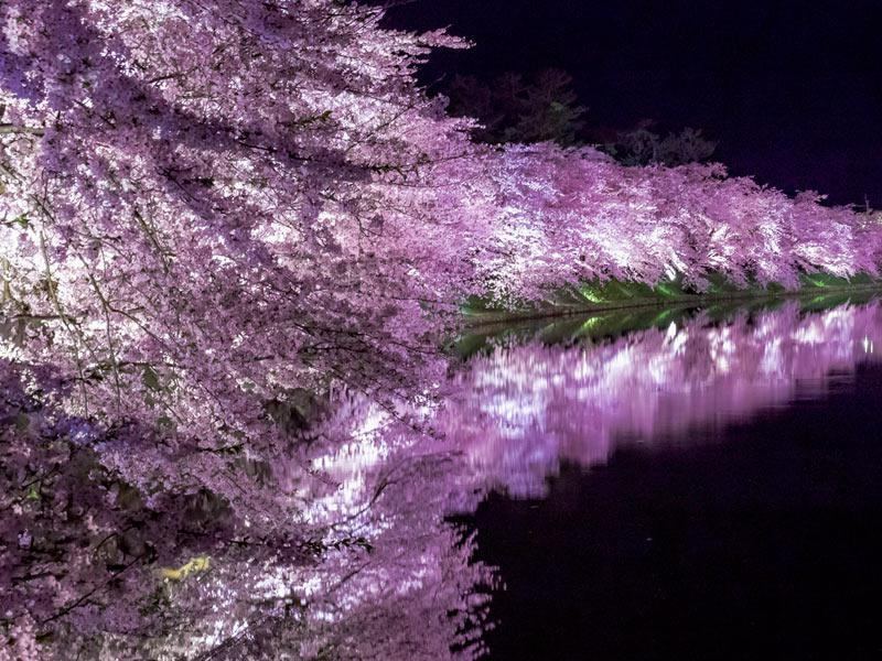 wni_jp's tweet photo. ＜三大桜名所「弘前公園」の魅力＞
桜前線は早くも東北に到達し、「日本三大桜名所」の一つ弘前公園(青森県)の桜もまもなく開花する予想です。

桜の本数は全国的に群を抜いて多いわけではないものの、花や種類の豊かさ、津軽富士との共演など、圧倒的な魅力をご紹介します。
https://t.co/Ce1JbIlWKF https://t.co/qpdQ3zoT0d