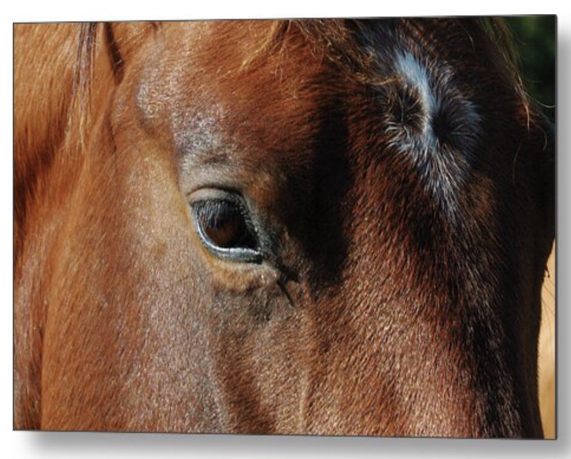shonna99784's tweet image. A Window to The Soul - Metal Print shonnahawkinsphotography.com/featured/a-win…

A detailed close-up of a brown horse's eye, showcasing its glossy surface and surrounding fur. Sunlight highlights the textures and colours.

#Window #TheSoul #Horse #Newmarket #Star #Eye #MetalPrint #ShonnaHawkins
