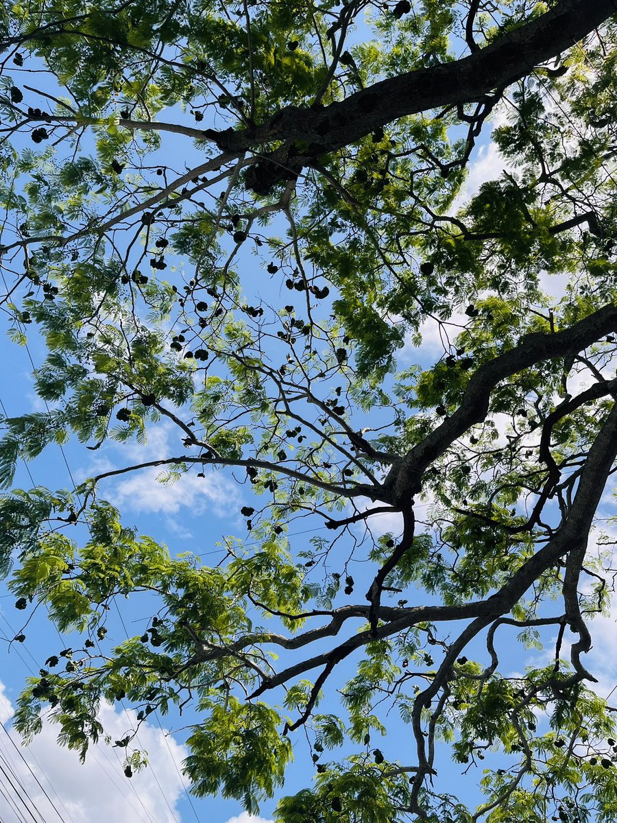 RubenEsZa's tweet photo. Misma fotografía, diferentes sensaciones 
#México #Tampico #arbol #sensaciones #paisajes https://t.co/adSa576YI4