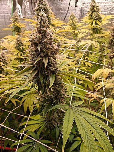 CanaKush.com tweet media