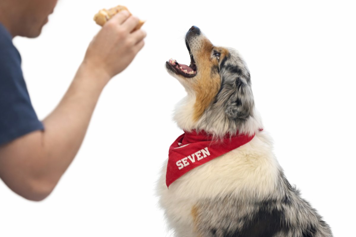 blissdog's tweet image. That look your dog gives you at mealtime is hard to resist 🐶💛—but not everything we eat is safe to share. Here’s what you need to know (and what to keep on hand instead).

susanhartzler.com/is-it-safe-to-…

#doglover #doghealth #petsafety #dogparents #dogsandfood #PawsOnTheGo