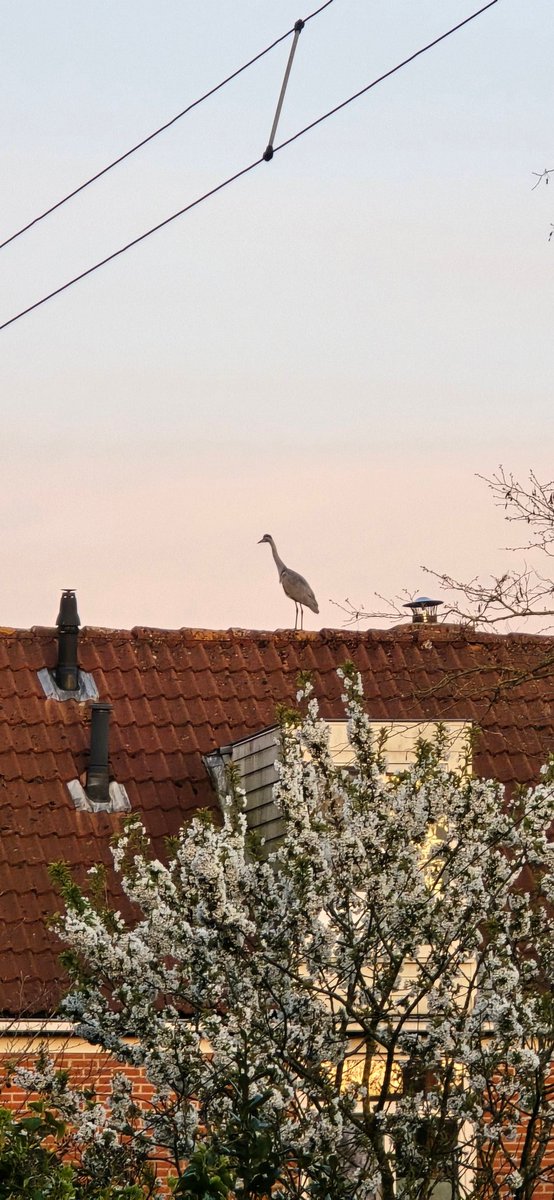 Deventerweb's tweet photo. En deze houdt toezicht op al het lekkers dat in vijvers van mensen zwemt. 😉 https://t.co/XZoc2ubDeg