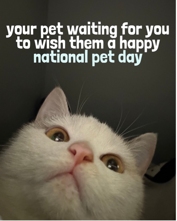 Pets Best tweet media