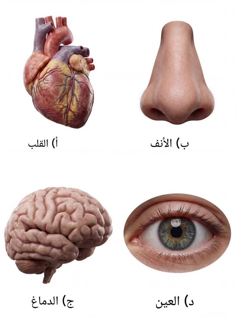 Kounoouz's tweet photo. أي عضو من أعضاء الجسم يعمل 24 ساعة في اليوم دون توقف؟ https://t.co/GpwDARw5DV