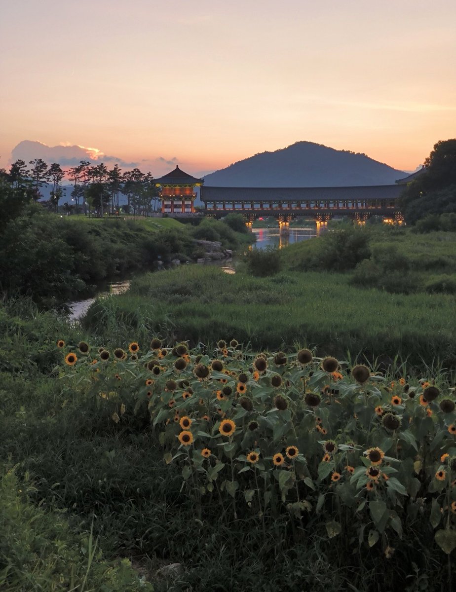 yenn888's tweet photo. @cloud_satang El año pasado estuve en Corea, con sus flores. Gyeongju es maravilloso. https://t.co/P7RKII3SL9