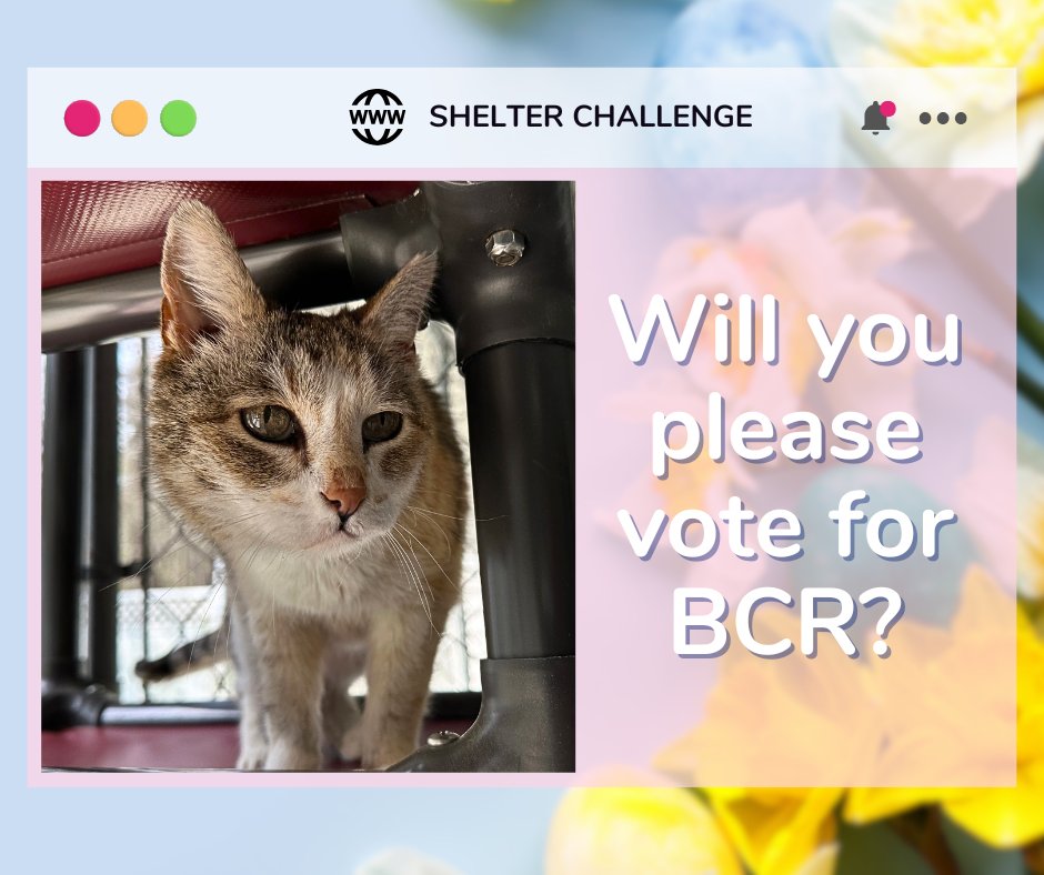 Blind Cat Rescue tweet media