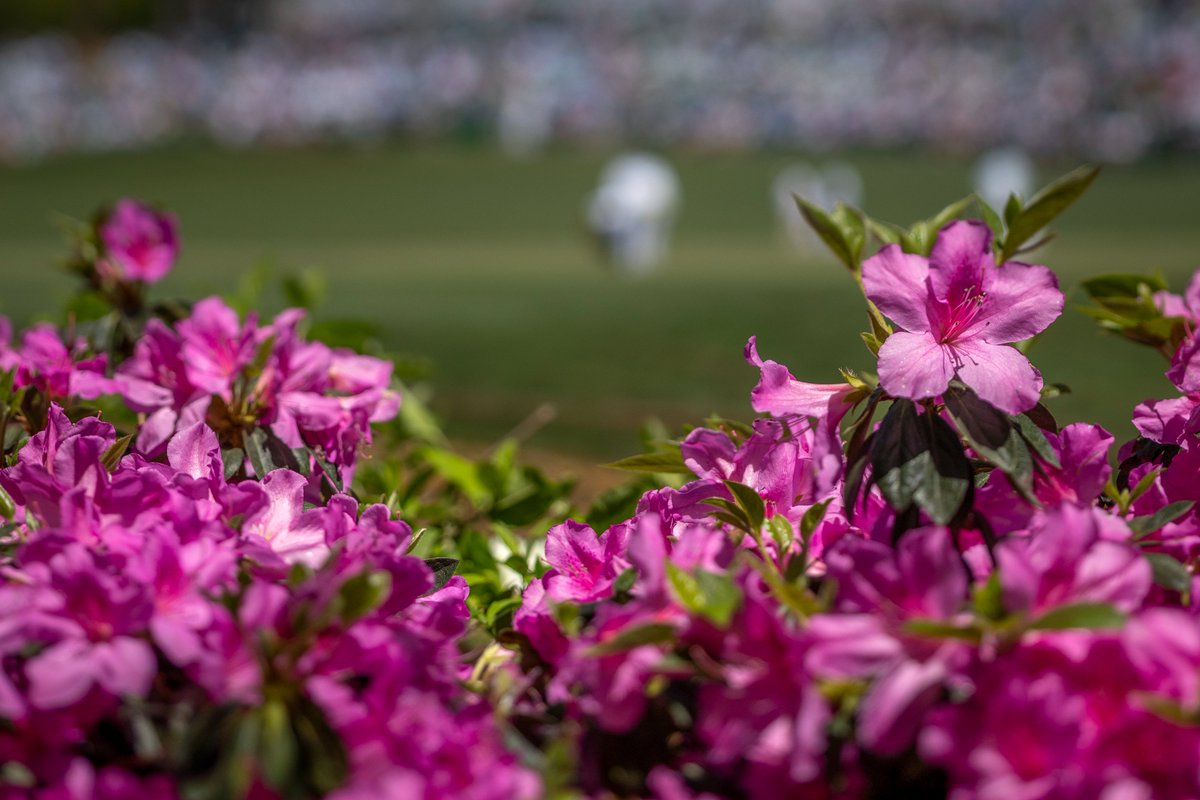 The Masters tweet media