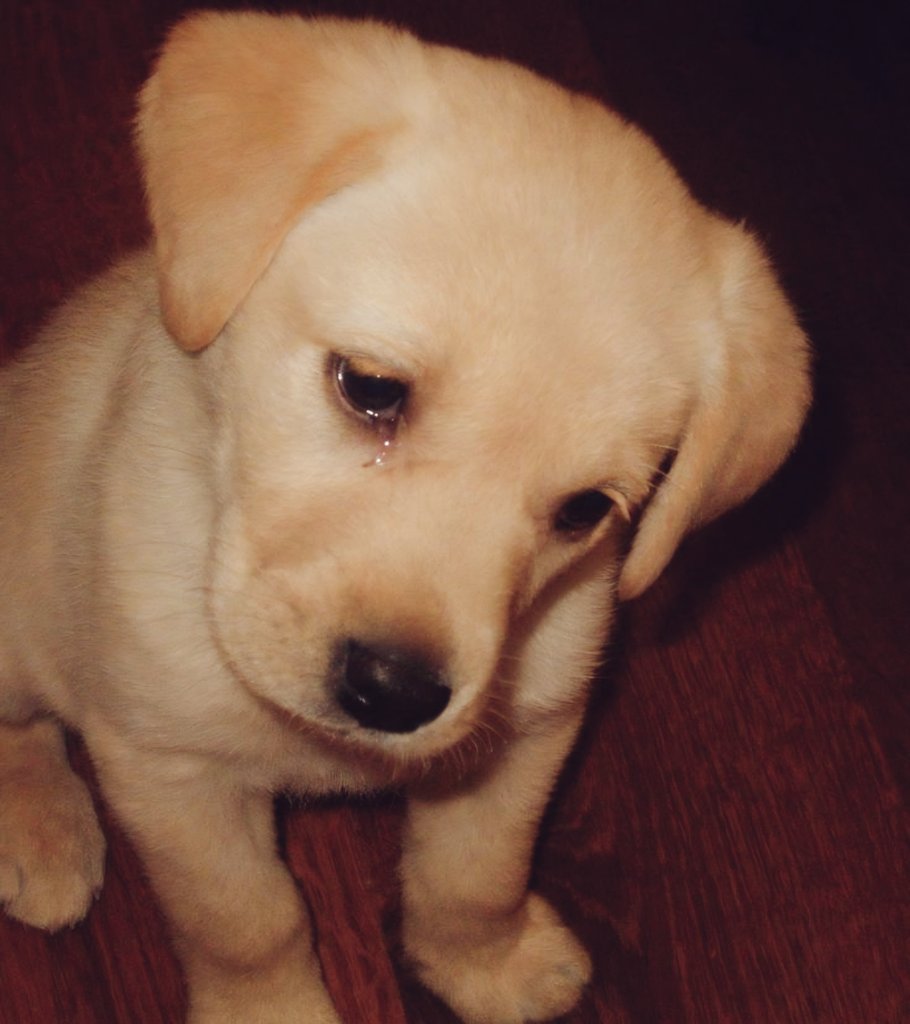 cɑt ۶۟ৎ lendo tweet media